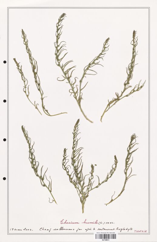 Thesium humile  (Santalaceae)