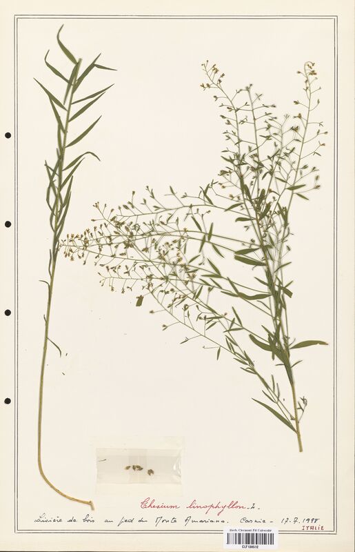 Thesium linophyllon  (Santalaceae)