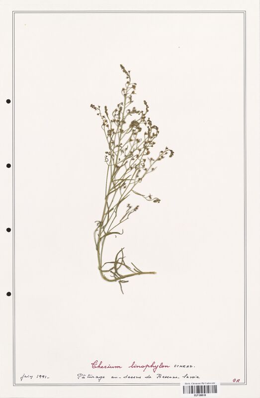 Thesium linophyllon  (Santalaceae)