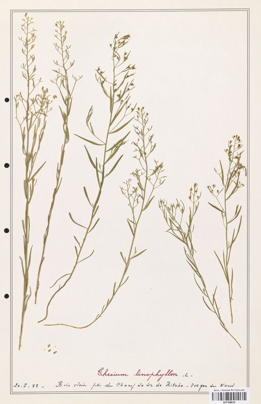 Thesium linophyllon  (Santalaceae)