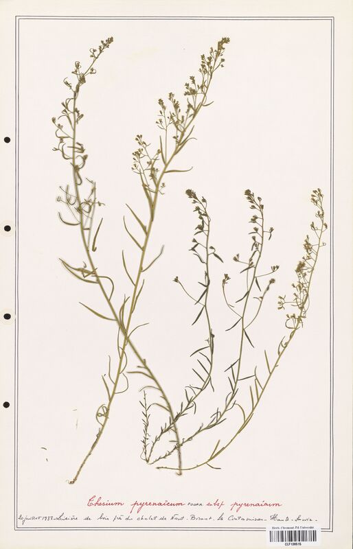Thesium pyrenaicum  (Santalaceae)