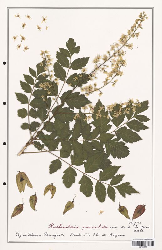 Koelreuteria paniculata  (Sapindaceae)