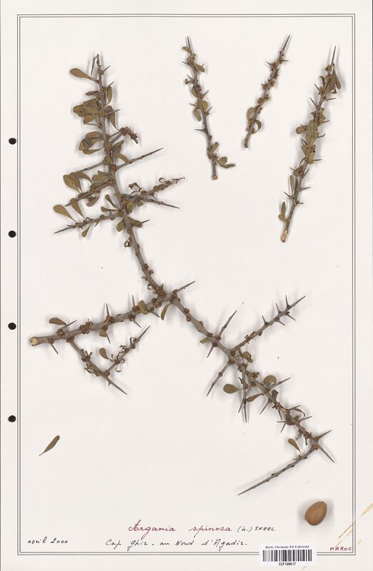 Argania spinosa  (Sapotaceae)