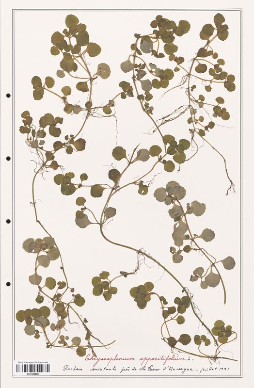 Chrysosplenium oppositifolium  (Saxifragaceae)