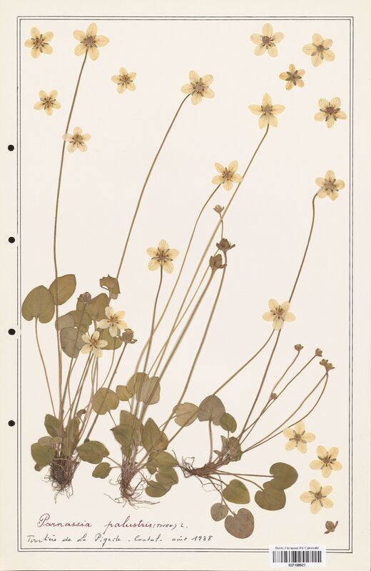 Parnassia palustris  (Celastraceae)