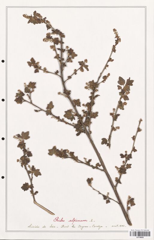 Ribes alpinum  (Grossulariaceae)