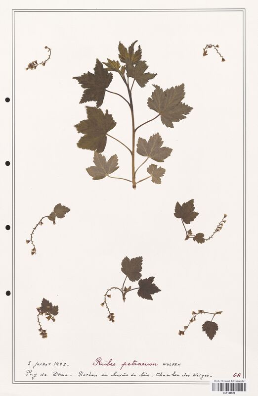 Ribes petraeum  (Grossulariaceae)