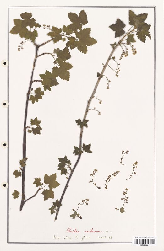 Ribes rubum  (Grossulariaceae)