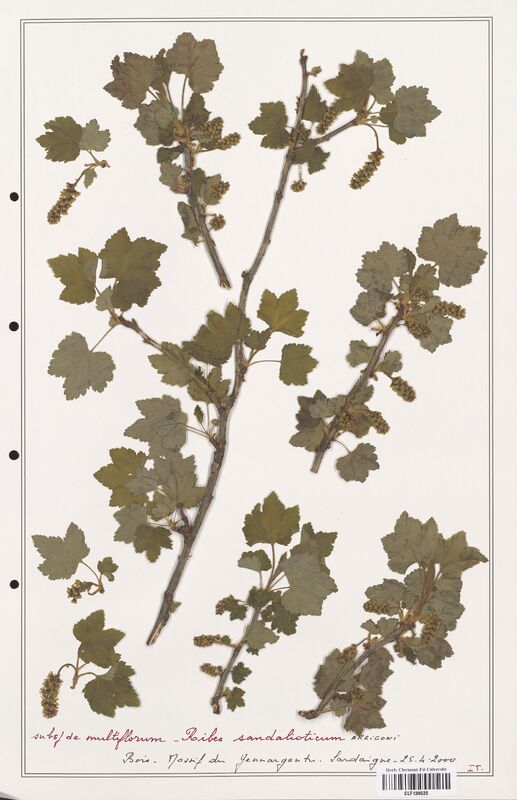 Ribes sandalioticum  (Grossulariaceae)
