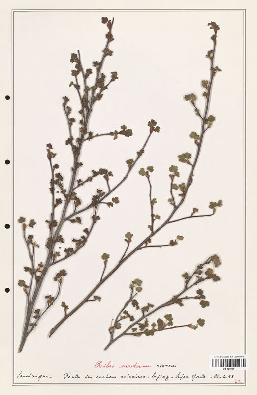 Ribes sardoum  (Grossulariaceae)