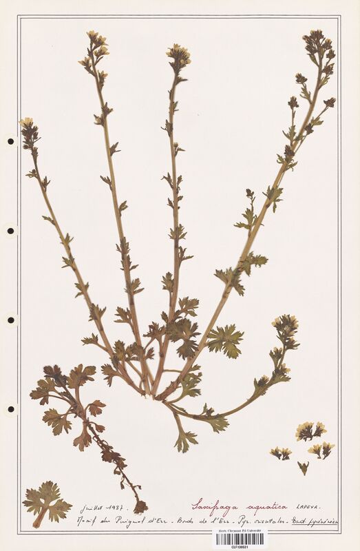 Saxifraga aquatica  (Saxifragaceae)