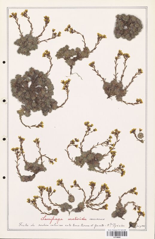 Saxifraga aretioides  (Saxifragaceae)