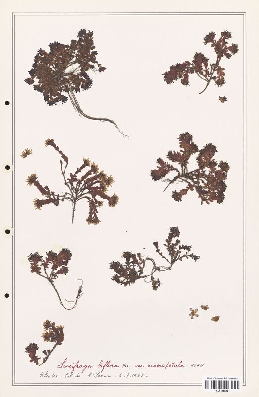 Saxifraga biflora  (Saxifragaceae)