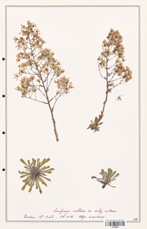 Saxifraga callosa  (Saxifragaceae)