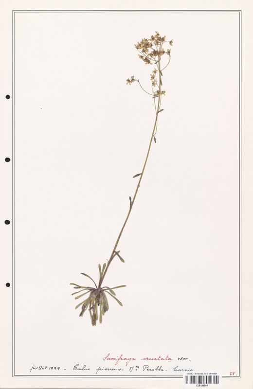 Saxifraga crustata  (Saxifragaceae)