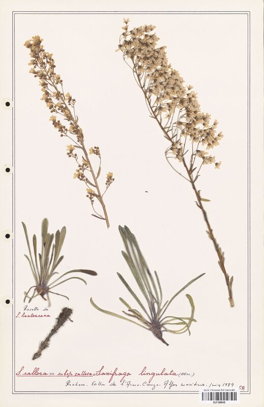 Saxifraga lingulata  (Saxifragaceae)