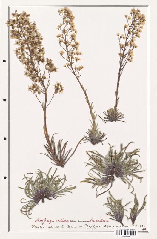 Saxifraga callosa  (Saxifragaceae)