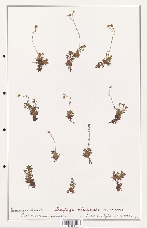 Saxifraga cebennensis  (Saxifragaceae)