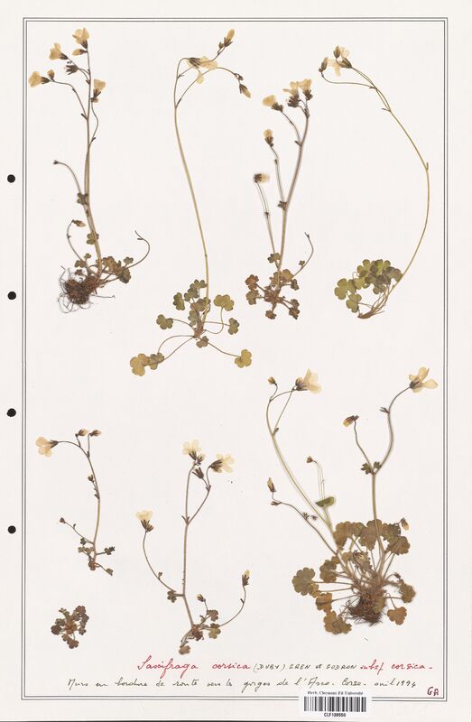 Saxifraga corsica  (Saxifragaceae)