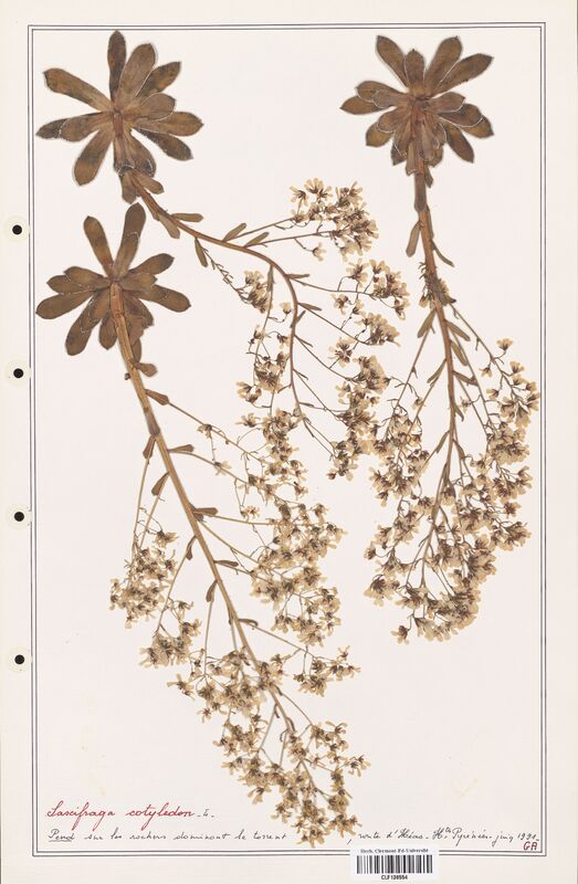 Saxifraga cotyledon  (Saxifragaceae)