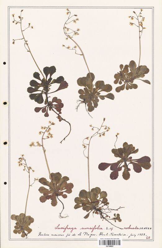 Saxifraga cuneifolia  (Saxifragaceae)