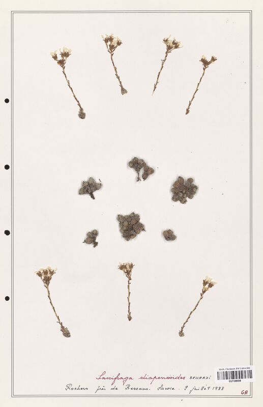 Saxifraga diapensioides  (Saxifragaceae)