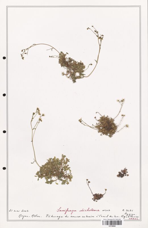 Saxifraga dichotoma  (Saxifragaceae)