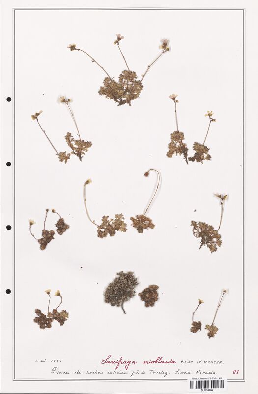 Saxifraga erioblasta  (Saxifragaceae)