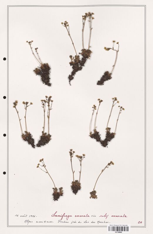 Saxifraga exarata  (Saxifragaceae)