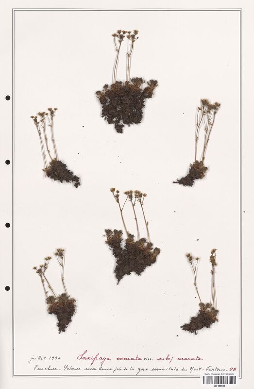 Saxifraga exarata  (Saxifragaceae)
