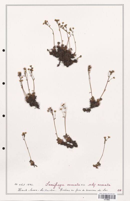 Saxifraga exarata  (Saxifragaceae)