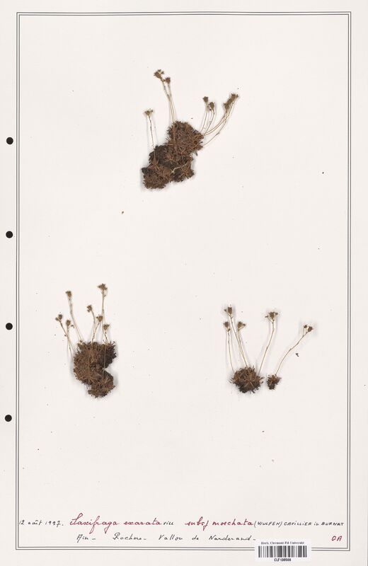 Saxifraga exarata  (Saxifragaceae)
