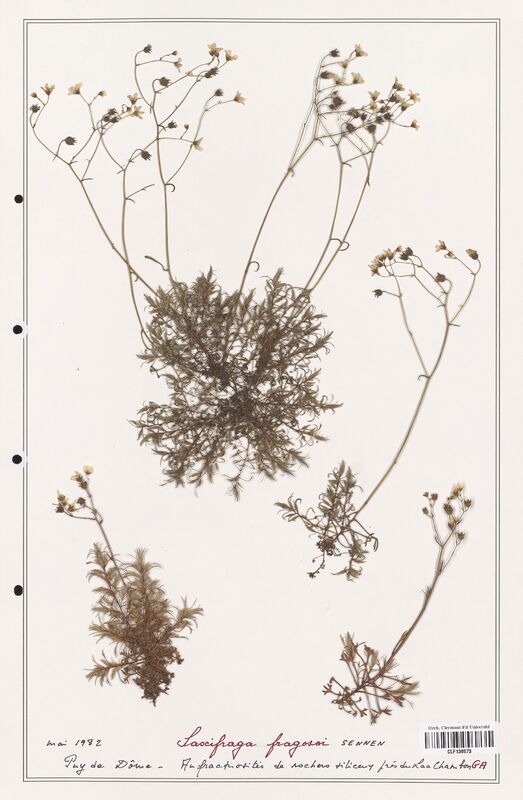 Saxifraga fragosoi  (Saxifragaceae)