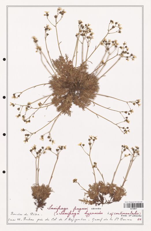 Saxifraga fragosoi  (Saxifragaceae)