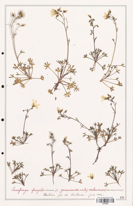 Saxifraga fragilis  (Saxifragaceae)