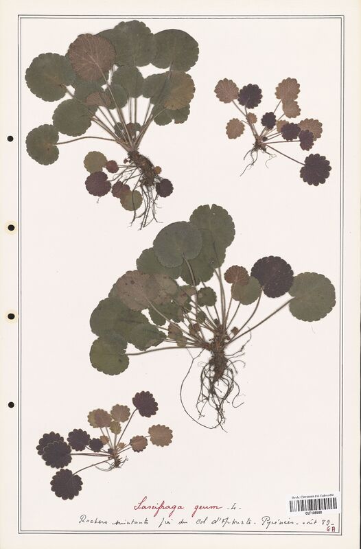Saxifraga geum  (Saxifragaceae)