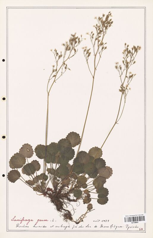 Saxifraga geum  (Saxifragaceae)