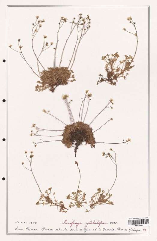 Saxifraga globulifera  (Saxifragaceae)