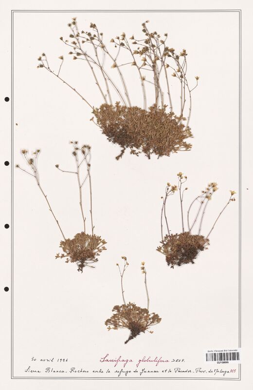 Saxifraga globulifera  (Saxifragaceae)