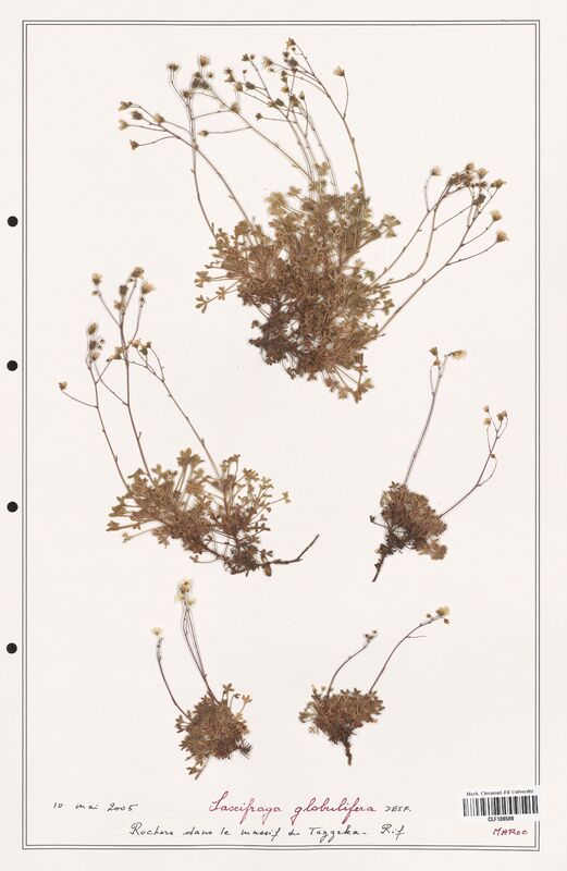Saxifraga globulifera  (Saxifragaceae)
