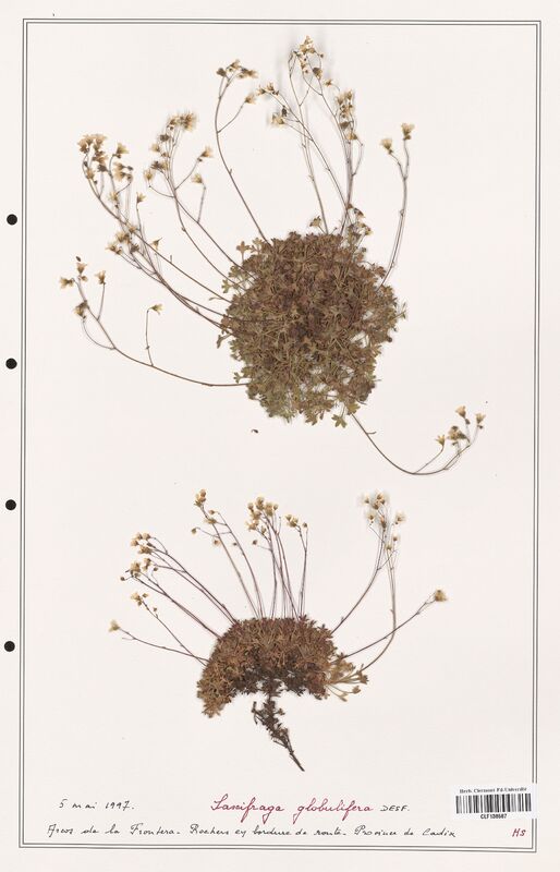 Saxifraga globulifera  (Saxifragaceae)
