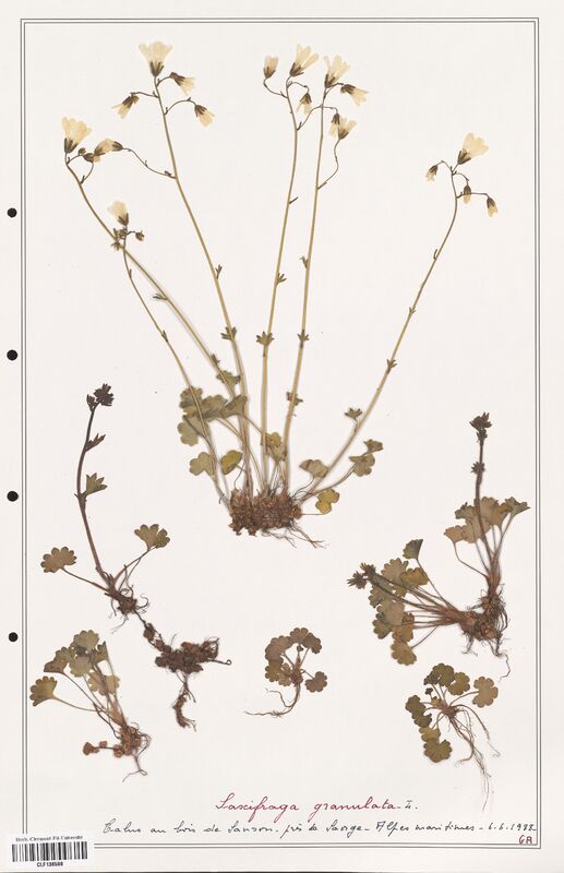Saxifraga granulata  (Saxifragaceae)