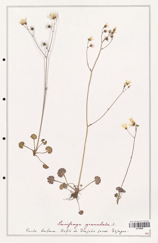 Saxifraga granulata  (Saxifragaceae)