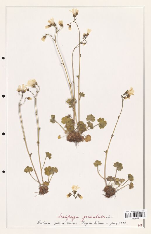 Saxifraga granulata  (Saxifragaceae)