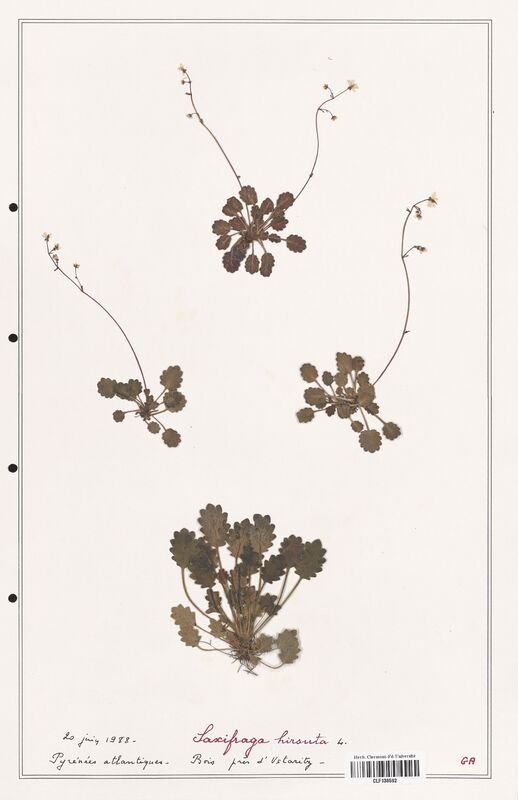 Saxifraga hirsuta  (Saxifragaceae)