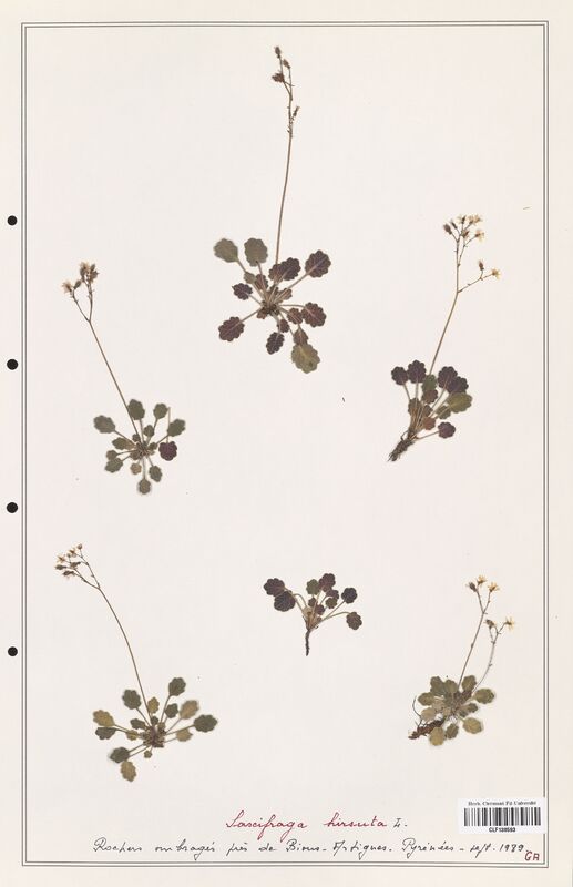 Saxifraga hirsuta  (Saxifragaceae)