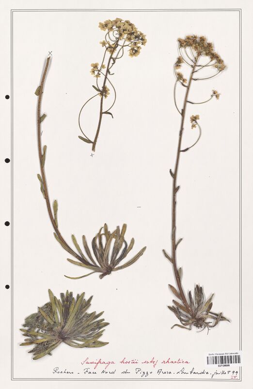 Saxifraga hostii  (Saxifragaceae)