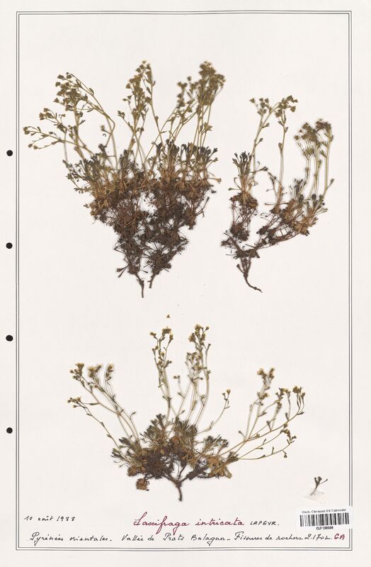 Saxifraga intricata  (Saxifragaceae)