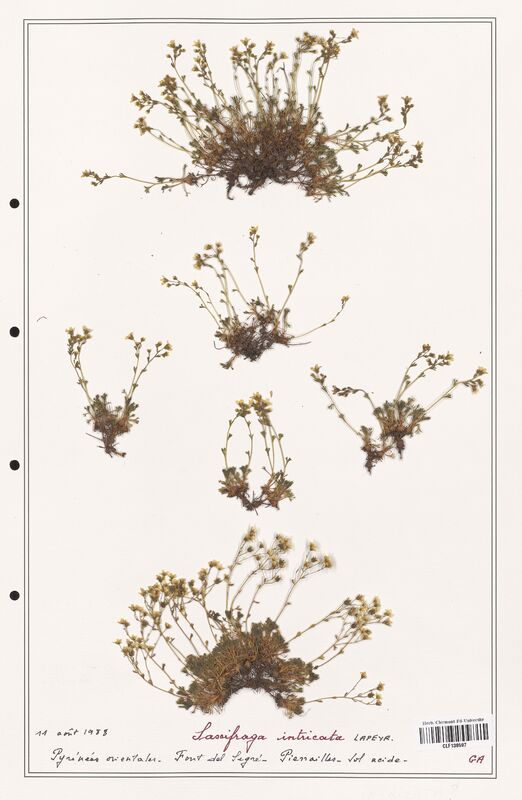 Saxifraga intricata  (Saxifragaceae)