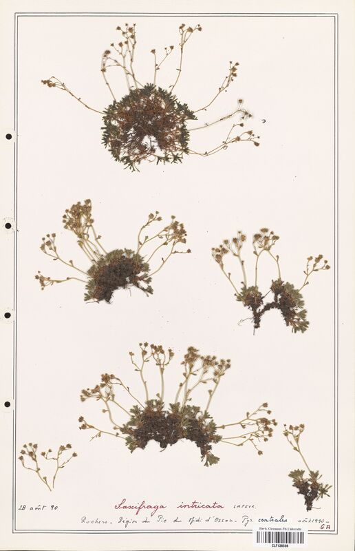 Saxifraga intricata  (Saxifragaceae)